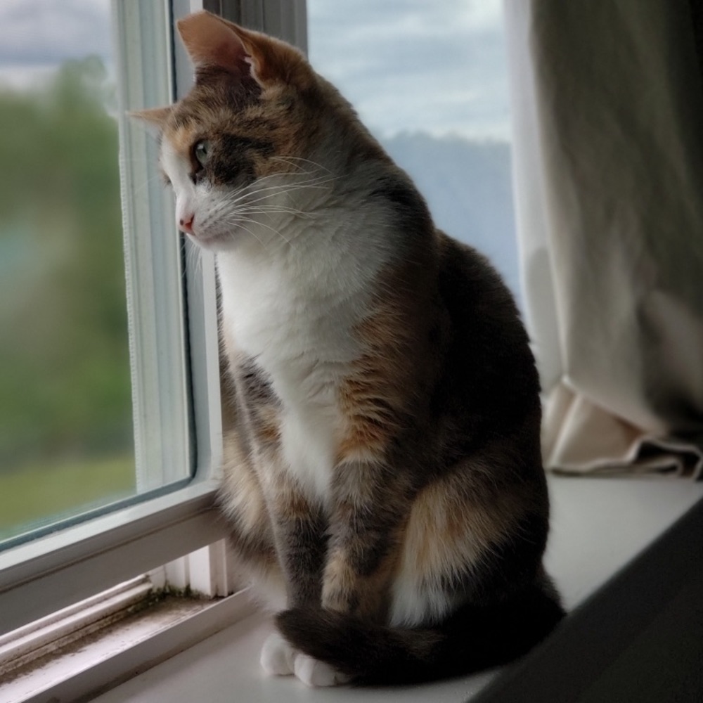 Lilly - Picture 5 of 10